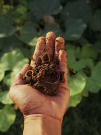 Close-up of hand holding plant