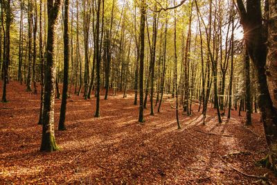 Trees in forest during autumn