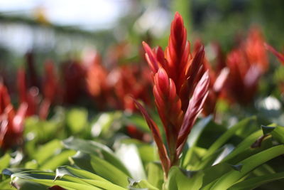 Close-up of red flowering plant