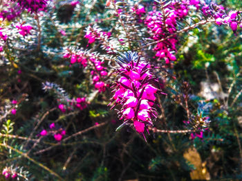 Close-up of pink flowers