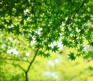 Close-up of leaves on plant in field