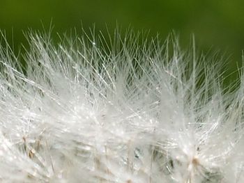 Close-up of plant