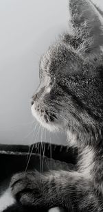 Close-up of cat looking away