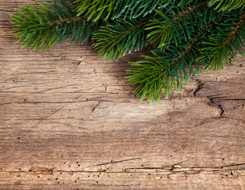 High angle view of fir branches on table
