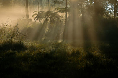 Sunlight streaming through trees in forest