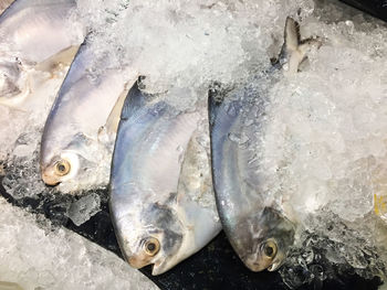 Close-up of fish in ice at market