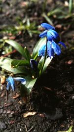 Close-up of blue flower on field