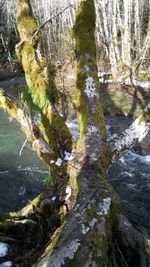 Tree in water