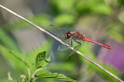 Close-up of dragonfly on plant