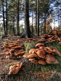 Close-up of mushrooms on tree trunk in forest