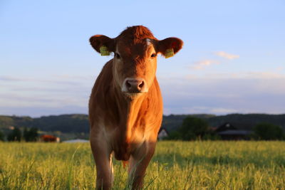 Portrait of cow standing on field against sky