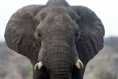 Close-up of elephant