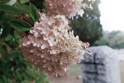 Close-up of pink flowering plant