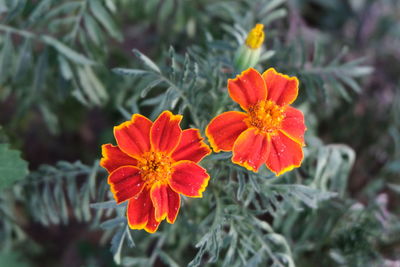 Close-up of orange marigold flower