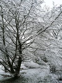 Bare tree against sky during winter