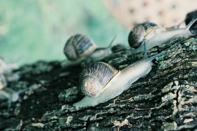 Close-up of snail