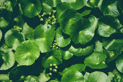 Full frame shot of green leaves