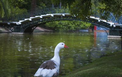 Close-up of swan on bridge over water