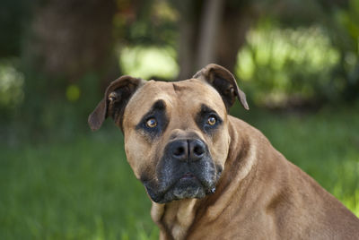 Close-up portrait of a dog