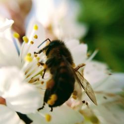 Close-up of bee pollinating on flower