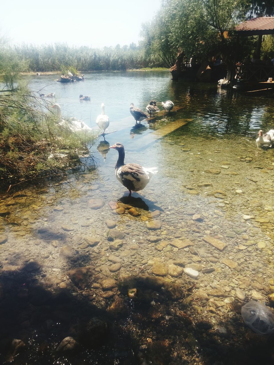 animals in the wild, animal themes, water, bird, lake, nature, animal wildlife, day, swimming, no people, duck, large group of animals, swan, water bird, outdoors, beauty in nature, tree