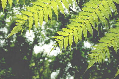 Close-up of green leaves on tree