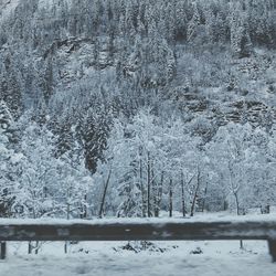 Snow covered trees