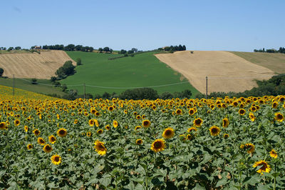 Scenic view of field against clear sky