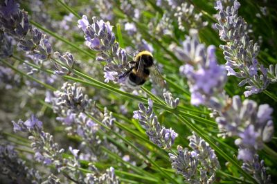 High angle view of bumblebee on lavenders