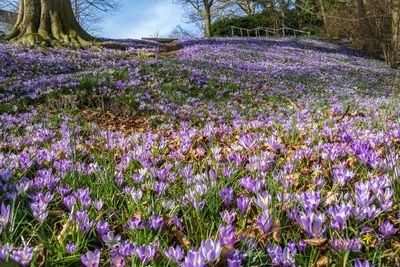 Purple flowers growing on tree against sky