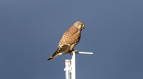 Low angle view of bird perching against clear sky