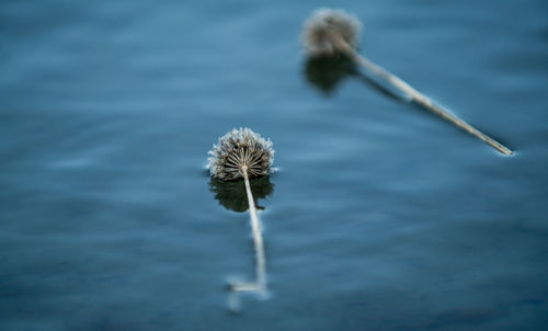 Close-up of dandelion against sky