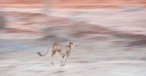 Rear view of a leopard running on landscape