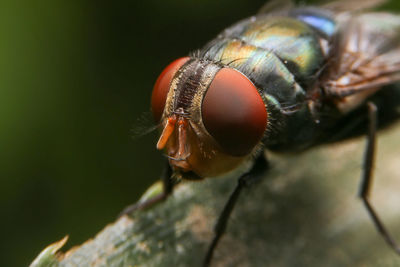 Close-up of fly