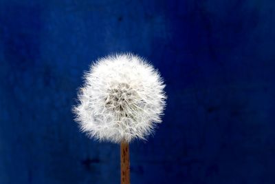 Close-up of dandelion flower