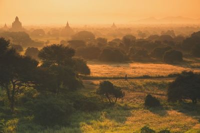 Scenic view of trees on field against sky during sunrise