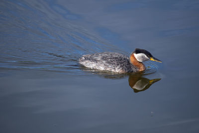 High angle view of grebe swimming in lake