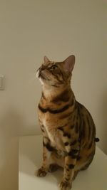 Close-up of cat sitting against wall