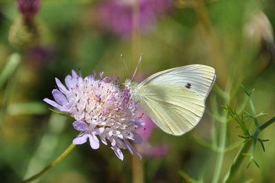 Close-up of butterfly pollinating on purple flower