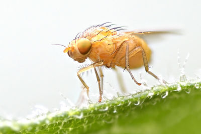 Close-up of insect on plant