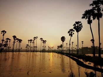 Silhouette palm trees against sky during sunset