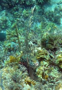 View of coral swimming in sea