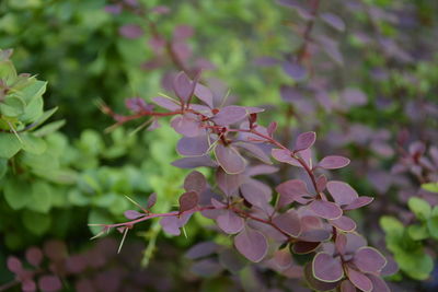 Close-up of pink flowers on branch