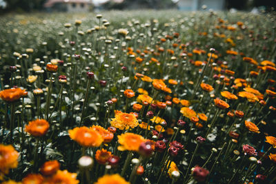 Close-up of flowering plants on field