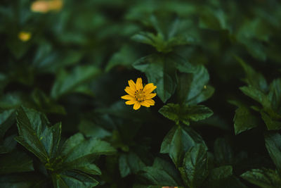 Close-up of yellow flowering plant