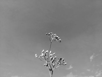 Low angle view of butterfly on plant against sky