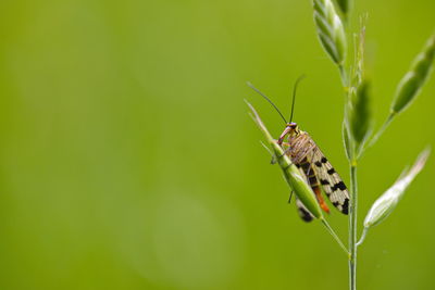 Scorpionfly sitting on grass