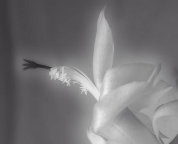 Close-up of flower blooming outdoors