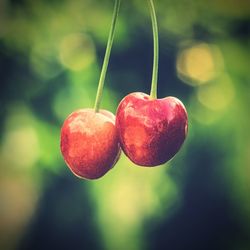 Close-up of cherries hanging on tree