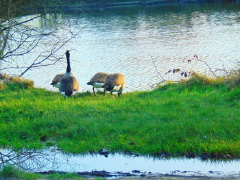 Ducks on grassy field